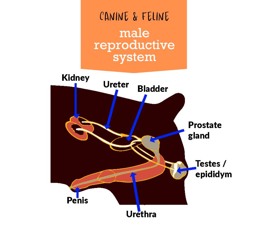 View of Canine and feline male reproductive system - Linden Veterinary Clinic